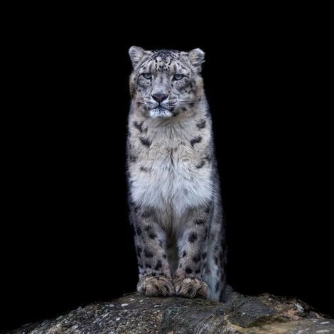 Tableau sur toile puma noir et blanc 30x30 cm - Impression sur Toile Murale Décorative - Image imprimée en HD sur Toile - Toile sur Châssis en Bois FSC - Fabriqué en France (1/5)