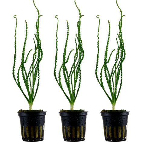 Aquarium Pflanze Crinum calamistratum 3 Stück Wasserpflanze Topf Nr.094A Set