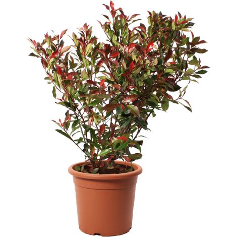 Photinia Fraseri Robusta Compacta - Piante Vere da Esterno Resistenti - Pianta da Siepe Ornamentale per Giardino - H 80-100 cm Vaso Ø 24 cm (1/2)