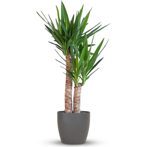 Yucca Elephantipes - Plante d'Intérieur Robuste avec Pot Noir Biodégradable - 90 cm - Ø21 cm - PANGIVO (1/4)