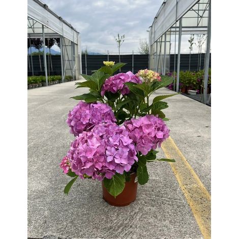 Gardenaria Ortensia - Hydrangea Macrophylla 'Rosita' - Pianta acidofila ornamentale da esterno - Altezza: 40/50 cm (vaso19) (1/2)