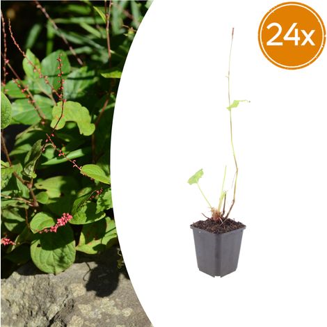 Lot de 24 Plantes Vivaces Persicaria amplexicaulis Speciosa Fleurs Rouges 10-25 cm Pot Ø 9 cm - PANGIVO (1/5)