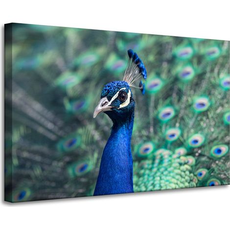 Leinwanddruck Tiere Bunter Pfau 90x60 cm Vogel Indischer Pfau