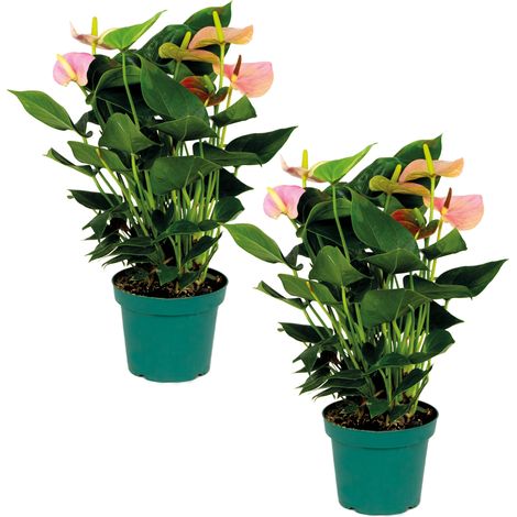 Bloomique - Lot de 2 - Anthurium - Plante flamant rose - Rose - Plante d’intérieur - Dépolluante - 40-60 cm de haut - Pot 14 cm