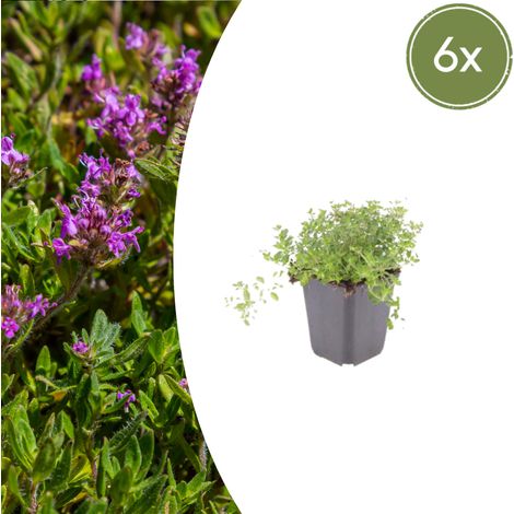 Lot de 6 Thym Serpolet (Thymus Serpyllum) Plante Couvre-sol Parfumée Fleurs Violettes 10-25 cm Ø 9 cm - PANGIVO (1/5)