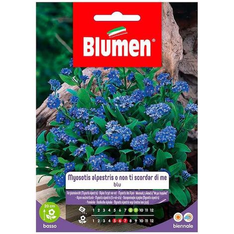 SEMI MYOSOTIS ALPESTRIS O NON TI SCORDAR DI ME
