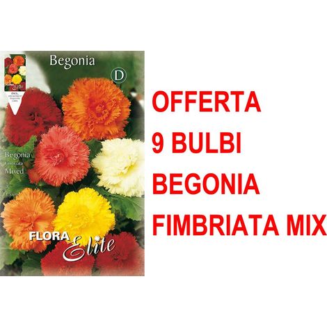 OFFERTA 9 BULBI BEGONIA FIMBRIATA MIX DI COLORI BULBS BULBES