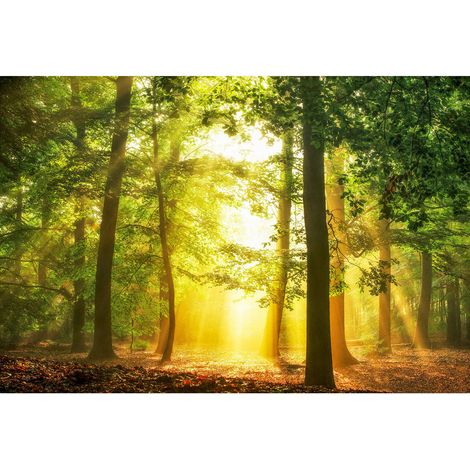 Papier peint panoramique nature idéal pour chambre | Tapisserie panoramique paysage forêt | Papiers peints panoramique original pour bureau - 270 x 400 cm (4 pièces) (1/2)