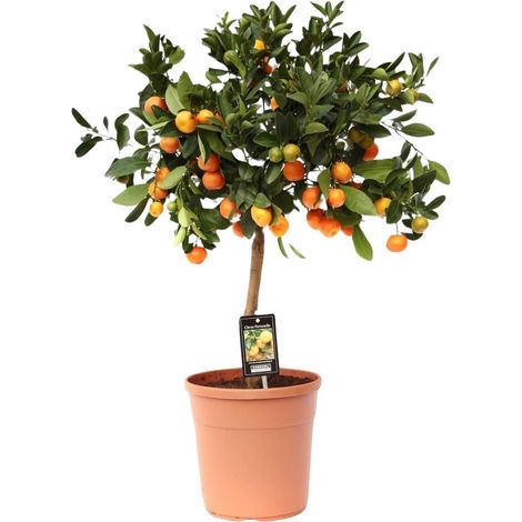 Citrus Calamondin Plante d’intérieur Fruit décoratif Feuillage vert Pot 22 cm Hauteur 80 cm - PANGIVO (1/4)