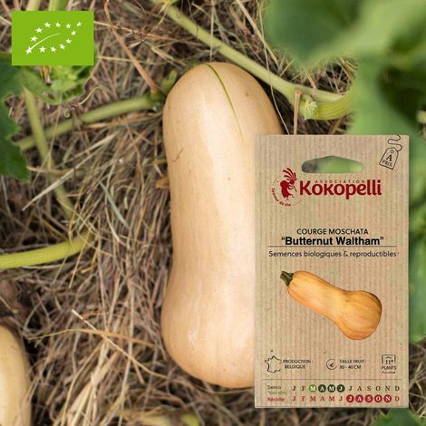 Courge Butternut Waltham- Graines bio à semer
