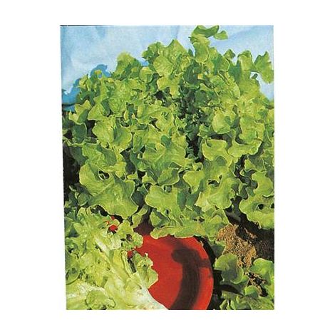 LAITUE FEUILLE DE CHENE BLONDE