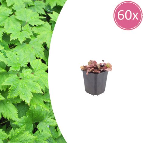 60x Tiarella cordifolia - Plante Vivace Couvre-sol Ombre - Fleurs Blanches - 10-25 cm - Ø 9 cm - PANGIVO (1/5)