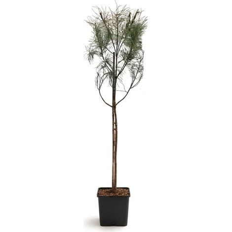 Pino da pinoli domestico "Pinus pinea" pianta in vaso 2 Lt h 1 metro circa
