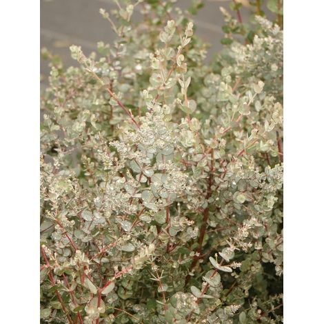 Gommier cidre 'Azura' Pot de 6L/7L