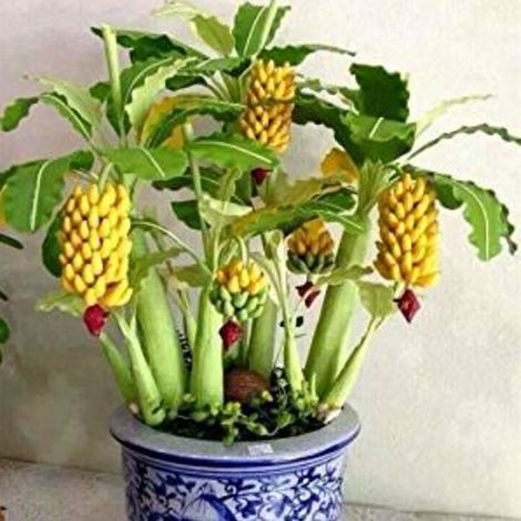 90 graines de bananier, mini bonsaï, graines de fruits, plantes pour jardin d'intérieur (1/3)