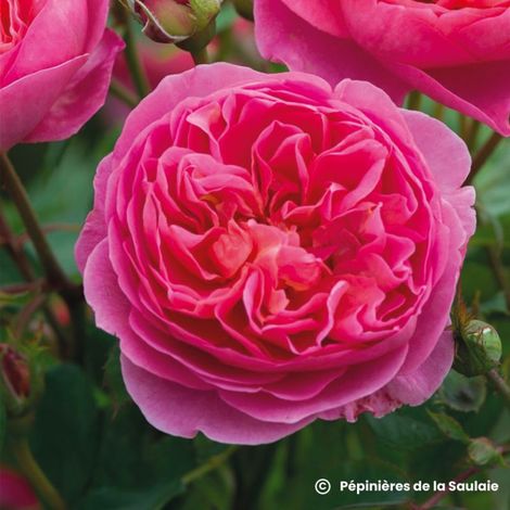 Rosier 'Boscobel'