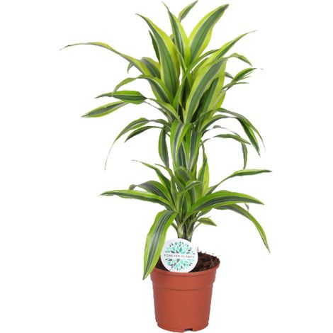 Dracaena Lemon Lime - Plante Verte d'Intérieur Dépolluante - Pot Ø17cm - Hauteur 65cm - PANGIVO