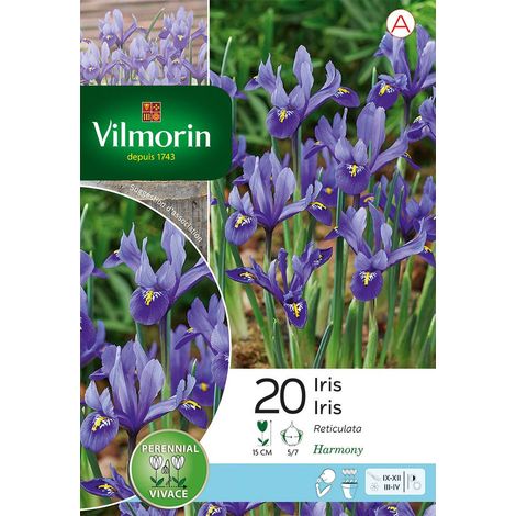 Vilmorin Iris Reticulata Harmony (x20) (1/2)