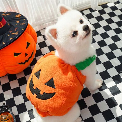Costume Chat - Pour Chiens - Polyester - Ajustable - Pour Fêtes Halloween Noël - 1 Pièce (1/5)