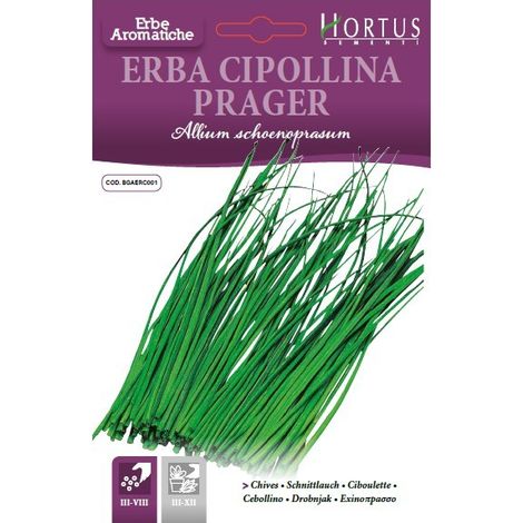 ERBA CIPOLLINA DB