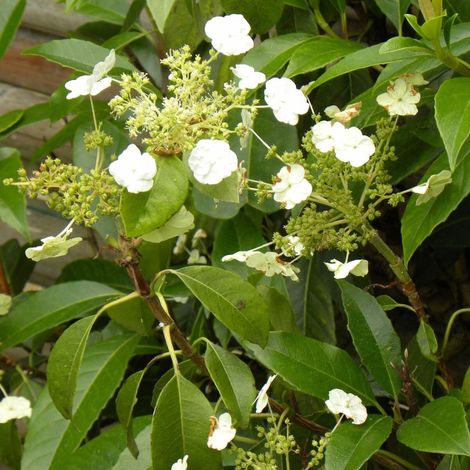 Hortensia grimpant Seemanii/Godet - 5/20 cm (1/5)