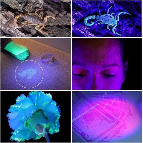 Lampe torche UV puissante à 100 LED, lampe torche UV à lumière noire, lampe torche UV, détecteur UV de résine d'urine animale (1/5)