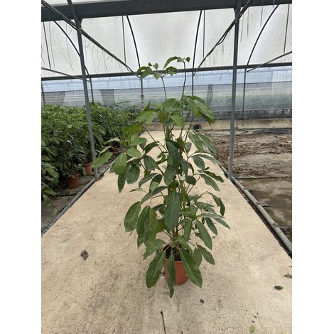 SCHEFFLERA ACTINOPHYLLA TOUFFE 24