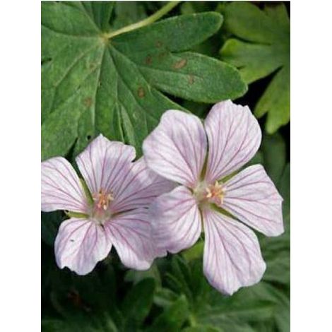Géranium vivace sanguin 'Pink Pouffe' Pot de 2L/3L (1/2)