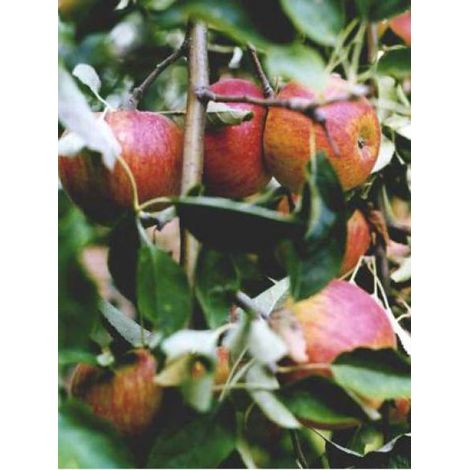 Pommier 'Cox's Orange Pippin' Pot de 7,5L/10L, Demi-Tige