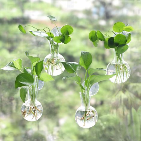 Quatre stations de propagation de type fenêtre avec des bulbes de propagation de plantes faciles à installer grâce à des ventouses. (1/5)