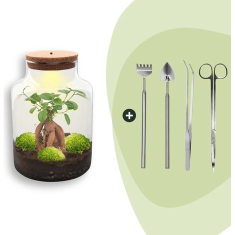 Terrarium Plante DIY avec Éclairage - Kit Écosystème Autonome Milky Bonsai - Ø 21 x 30 cm - PANGIVO (1/3)