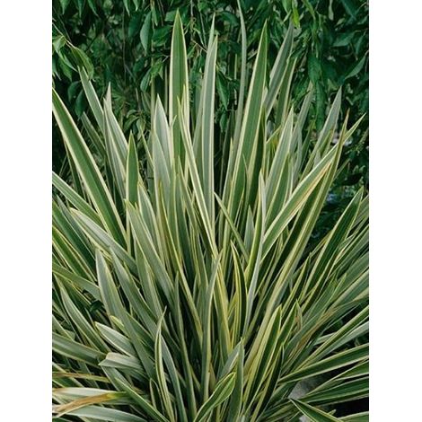 Lin de Nouvelle-Zélande 'Variegatum' Pot de 7,5L/10L