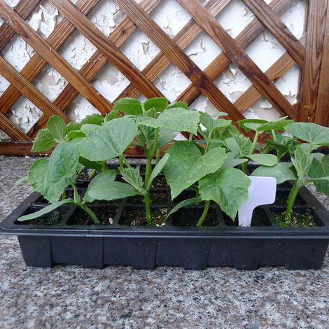 3er-Pack Anzuchtschalen aus Kunststoff mit je 24 Zellen und Deckel, ideal für Blumengärten und den Garten. (1/5)