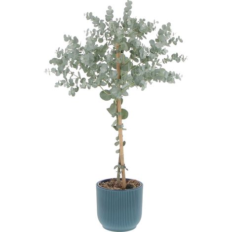 Eucalyptus Gunnii con Eco-Vaso Deep Blue - Alberello di Eucalipto - H 70-80 Vaso Ø 15 cm