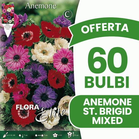OFFERTA 60 BULBI ANEMONE CORONARIA ST. BRIGID BULBS BULBES