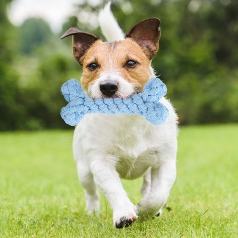 Jouet à mâcher pour chiens, en corde de coton tissée à la main, en forme d'animal de dessin animé, bleu os. (1/5)