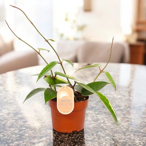 Gardenaria Hoya latifolia 'albomarginata' - Pianta da interno ornamentale - Altezza: 15 cm (vaso 12) (1/5)