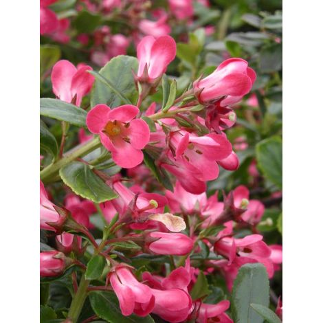 Escallonia Pride of Donard/Pot de 7,5L - 60/80 cm (1/4)