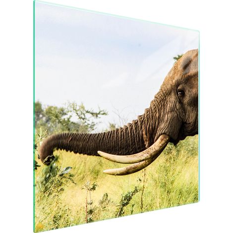 GLASSCHUTZPLATTE FÜR HERD 50x52 ELEPHANT (1/5)