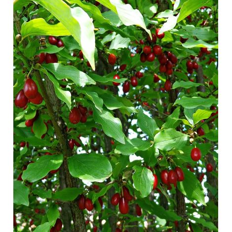 Gardenaria Corniolo - Cornus 'Mas' - Arbusto ornamentale da giardino - Altezza: 40/60 cm (vaso19) (1/4)