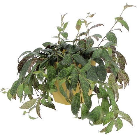 Aeschynanthus Marmoratus con Eco-Vaso Giallo - Vaso da Coltura Ø 17 cm (1/4)