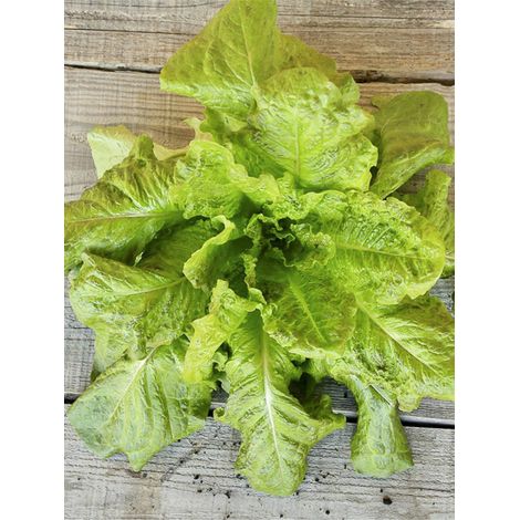 Laitue 'Romaine d'Hiver de Sainte-Marthe' le sachet de 350 graines (1/2)