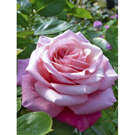 Rosier 'Décorosiers Pink Voluptia' Pot de 4L/5L