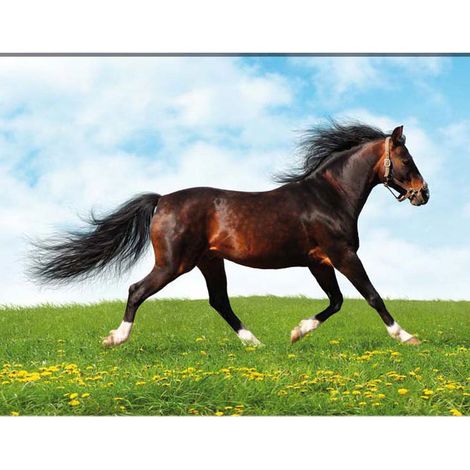 Cadre en toile cheval - pissenlit