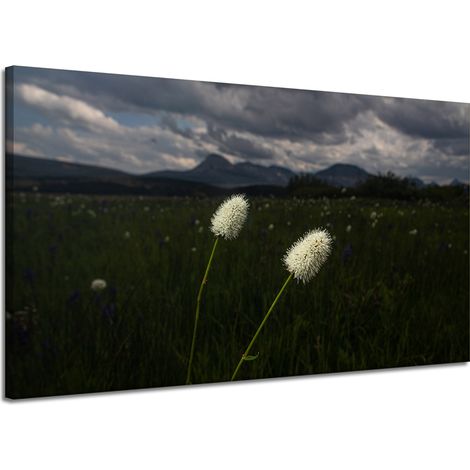 Leinwanddruck Natur Wildblumen 120x70 cm
