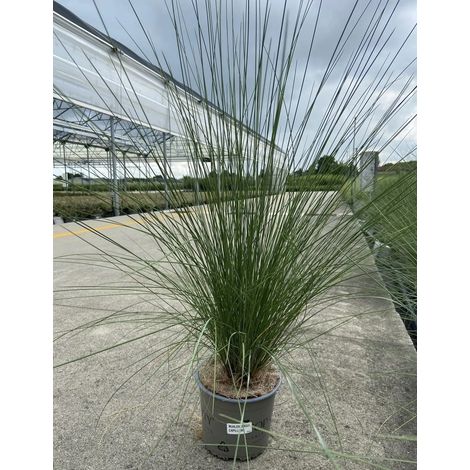 Gardenaria Muhlenbergia capillaris - Graminacea ornamentale da esterno - Altezza: 120 cm (vaso 24) (1/4)
