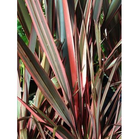 Lin de Nouvelle-Zélande 'Rainbow Queen' Pot de 2L/3L (1/2)