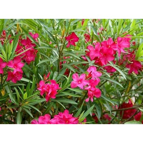 Vivaio Garden Forest – Lot de 50 lauriers-roses assortis – Arbustes à feuilles persistantes H 60/70cm – Couleurs variées : rose, lilas, violet, rouge, abricot, jaune, blanc (1/3)