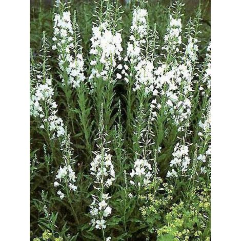 Épilobe, Laurier de Saint-Antoine 'Album' Godet de 8/9 cm (1/3)