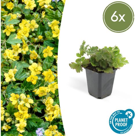 Waldsteinia ternata - Lot de 6 Plantes Couvre-sol à Fleurs Jaunes - Hauteur 10-25 cm - Ø 9 cm - PANGIVO (1/5)